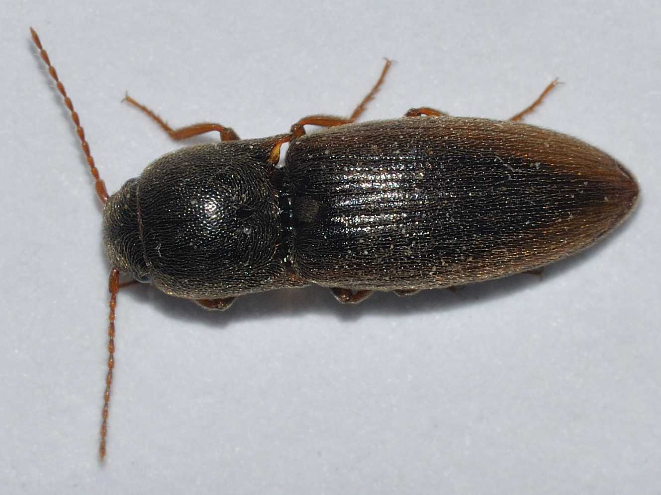 Elateridae: Agriotes cfr brevis